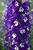 DELPHINIUM F1 GUARDIAN DARK BLUE