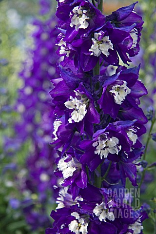 DELPHINIUM_F1_GUARDIAN_DARK_BLUE