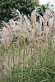 MISCANTHUS SINENSIS