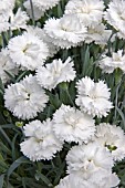 DIANTHUS ARCTIC STAR