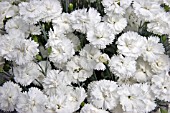 DIANTHUS ARCTIC STAR