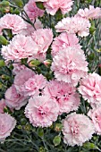 DIANTHUS CANDY FLOSS