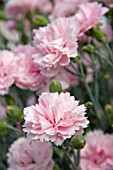 DIANTHUS CANDY FLOSS