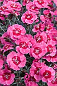 DIANTHUS INDIA STAR