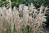 MISCANTHUS SINENSIS