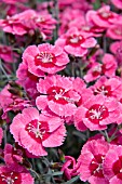 DIANTHUS INDIA STAR