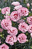 DIANTHUS