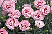 DIANTHUS