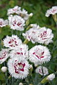 DIANTHUS LADY MADONNA