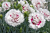 DIANTHUS LADY MADONNA