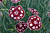 DIANTHUS MYSTIC STAR