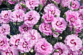 DIANTHUS POP STAR