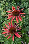 ECHINACEA SUNSET