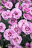 DIANTHUS POP STAR