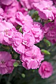 DIANTHUS TICKLED PINK