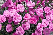 DIANTHUS TICKLED PINK