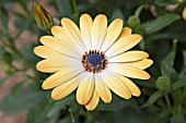 OSTEOSPERMUM SUNNY AMANDA