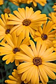 OSTEOSPERMUM FLORENCE