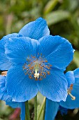 MECONOPSIS GRANDIS