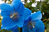 MECONOPSIS GRANDIS