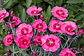 DIANTHUS INDIA STAR