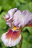 IRIS GERMANICA LANGPORT STORM (BEARDED IRIS)