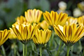 OSTEOSPERMUM CAPE TAMBERO