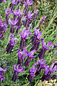 LAVANDULA PEDUNCULATA WILLOW VALE