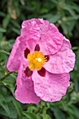 CISTUS X PURPUREUS