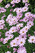 OSTEOSPERMUM JUCUNDUM