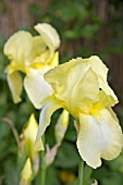 IRIS LEMON ICE