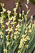 SISYRINCHIUM AUNT MAY (VARIEGATED)