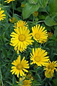 BUPHTHALMUM SUNWHEEL