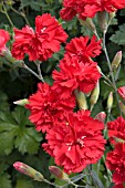 DIANTHUS LADY IN RED