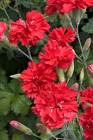 DIANTHUS_LADY_IN_RED