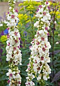 VERBASCUM MILKSHAKE