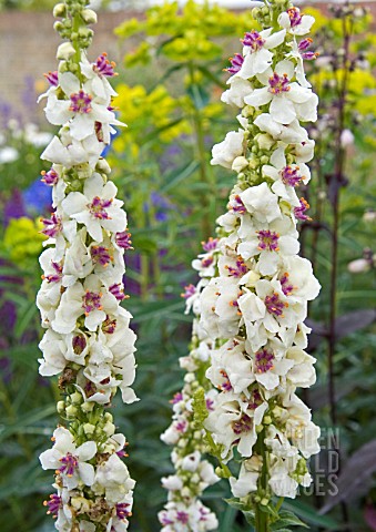 VERBASCUM_MILKSHAKE