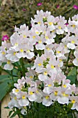 NEMESIA WISLEY VANILLA