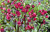 ASTRANTIA DARK SHINY EYES