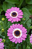 OSTEOSPERMUM DODOMA LIGHT PURPLE