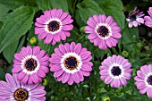 OSTEOSPERMUM DODOMA LIGHT PURPLE