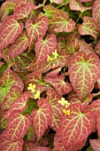 EPIMEDIUM X PERRALCHICUM FROHNLEITEN