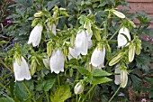 CAMPANULA WHITE BELLS