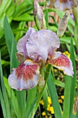 IRIS LANGPORT STORM (BEARDED)