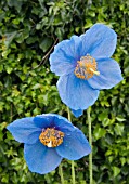 MECONOPSIS X SHELDONII