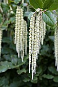 GARRYA ELLIPTICA CATKINS