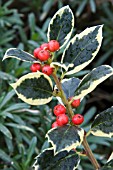 ILEX AQUIFOLIUM GOLDEN VAN TOL