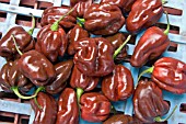 CAPSICUM CHINENSE HABANERO CHOCOLATE, (CHILI PEPPER HABANERO CHOCOLATE)