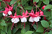 FUCHSIA HANNA