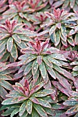 EUPHORBIA HELENAS BLUSH,   FOLIAGE IN AUTUMN